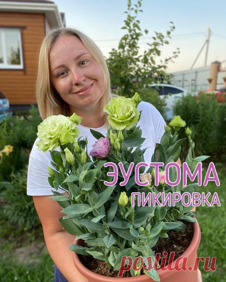 Photo by Домик окнами в сад🌿 on January 25, 2022. May be an image of prairie gentian, outdoors and text that says 'эустома пикировка'.