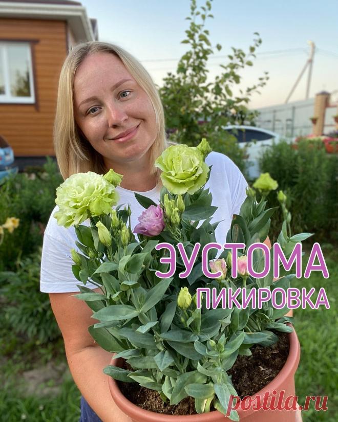 Photo by Домик окнами в сад🌿 on January 25, 2022. May be an image of prairie gentian, outdoors and text that says 'эустома пикировка'.