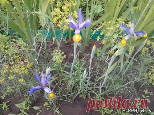 Почему не растет укроп и петрушка в огороде? Сею, но совсем не всходит, а если всходит, то совсем мало, местами. / Асиенда.ру