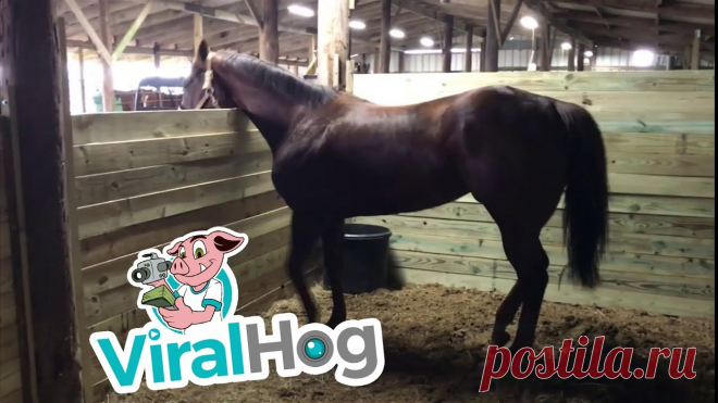 Dancing Horse Has Happy Hooves Occurred on February 2, 2019 / Ganado, Texas, USA