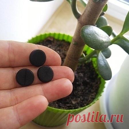 Моя мама положила активированный уголь в цветочный горшок. Сначала я не догадалась, зачем ей это понадобилось! А теперь сама повторяю за ней! ГЕНИАЛЬНО! 
Оказывается... 
🏻 Рекомендуем ПОДПИСАТЬСЯ!
Обязательно сохраните эту важную информацию!