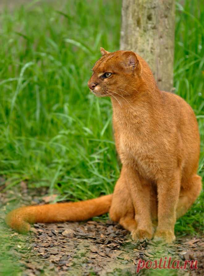 Ягуарунди | Терри Уиттакер Фотография