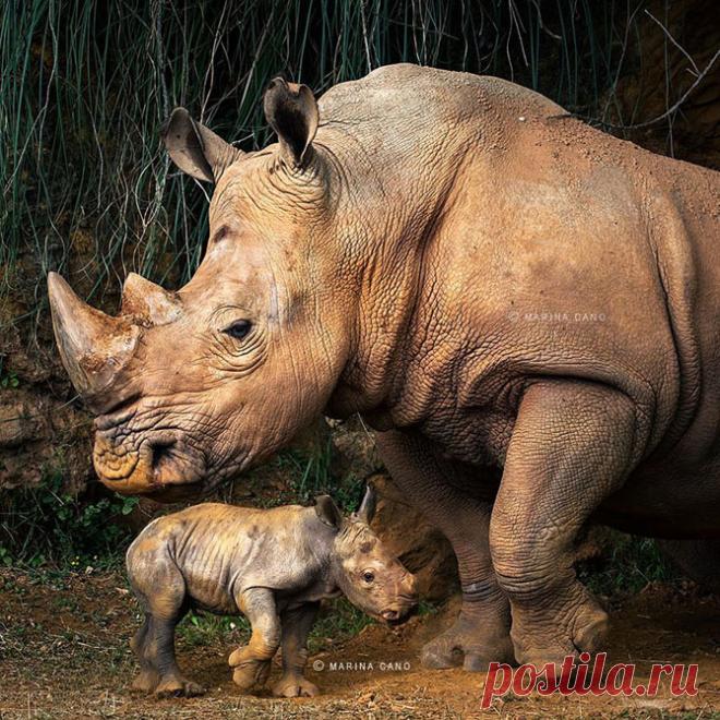 Животные “невиданной красы” на фотографиях Марины Кано