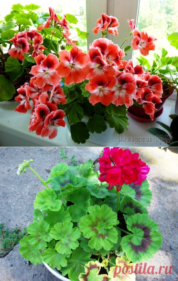 Секреты удобрений для роскошного цветения гераней в домашних условиях