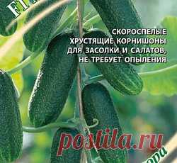 Огурец Малютка-Анютка F1 семена - низкая цена, описание, отзывы, продажа