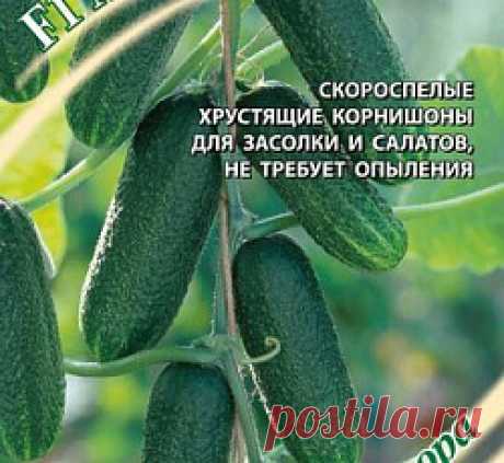 Огурец Малютка-Анютка F1 семена - низкая цена, описание, отзывы, продажа