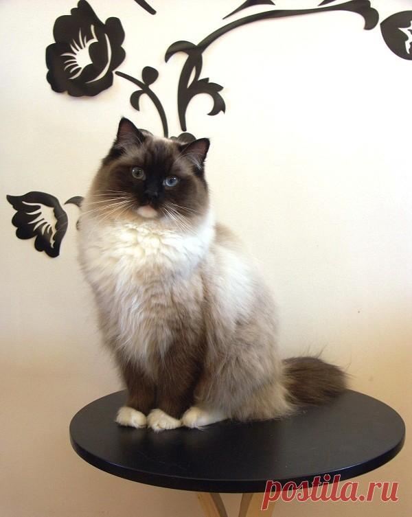 Гигантские породы домашних кошек — Наука и жизнь