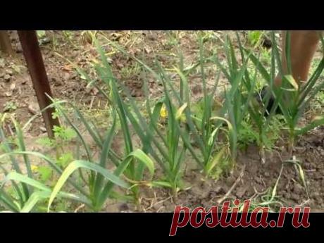 Часть 2  Чеснок, выращивание