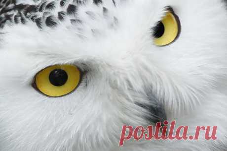 Snowy Owl Eyes  Free Stock Photo HD - Public Domain Pictures