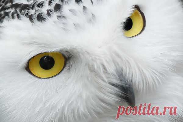 Snowy Owl Eyes  Free Stock Photo HD - Public Domain Pictures