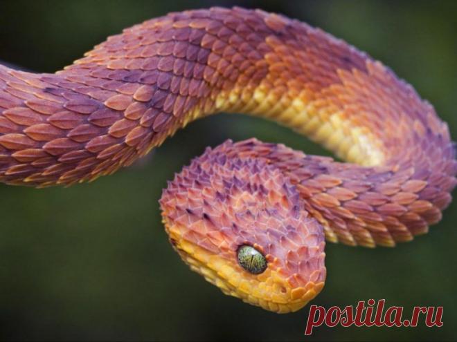 Невероятные моменты дикой природы / Питомцы