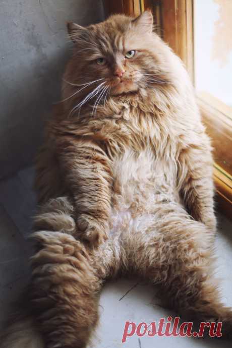 photogenic felines