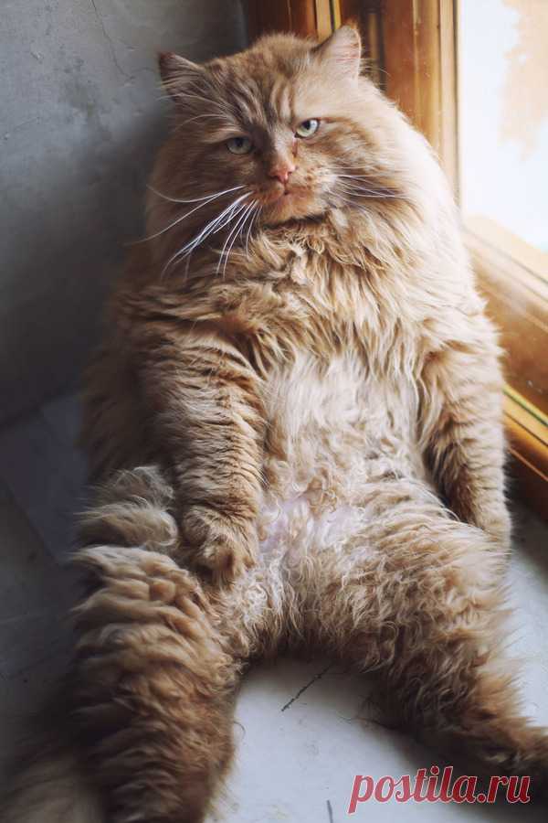 photogenic felines