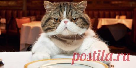 Вы скрупулёзно взвешиваете каждую порцию, наизусть знаете калорийность большинства продуктов, не выходите из дома без контейнера с домашней едой и всё равно не худеете. Лайфхакер расскажет, почему невозможно сбросить вес на низкокалорийных диетах и как приобрести желаемую фигуру, не навредив здоровью.