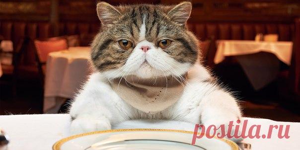 Вы скрупулёзно взвешиваете каждую порцию, наизусть знаете калорийность большинства продуктов, не выходите из дома без контейнера с домашней едой и всё равно не худеете. Лайфхакер расскажет, почему невозможно сбросить вес на низкокалорийных диетах и как приобрести желаемую фигуру, не навредив здоровью.