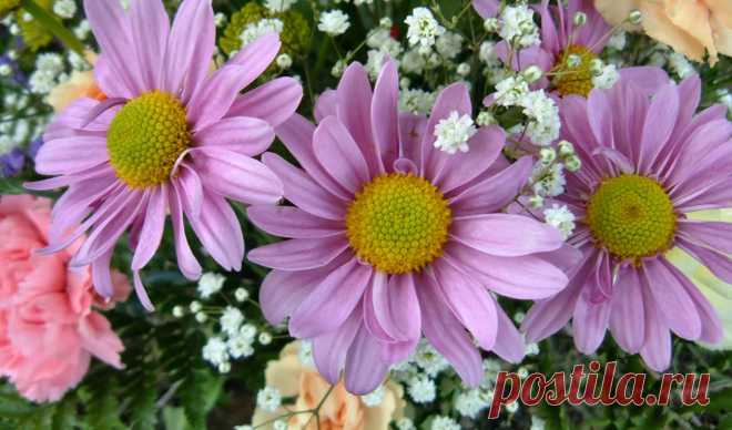 Обои google, flowers, plus , раздел Цветы, размер 1920x1200 HD WUXGA -  картинку на рабочий стол и телефон