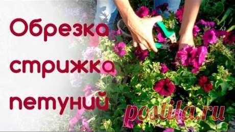 Обрезка, стрижка петуний