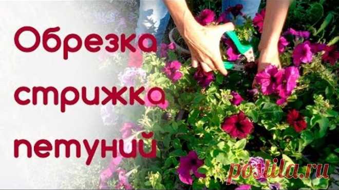 Обрезка, стрижка петуний