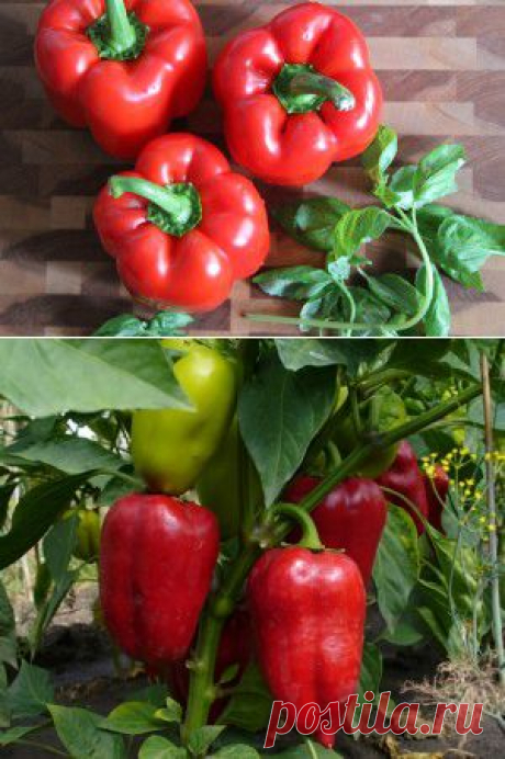 НЕСОВМЕСТИМОСТЬ ЛЕКАРСТВ С ЕДОЙ - ЧТО С ЧЕМ И КАК....