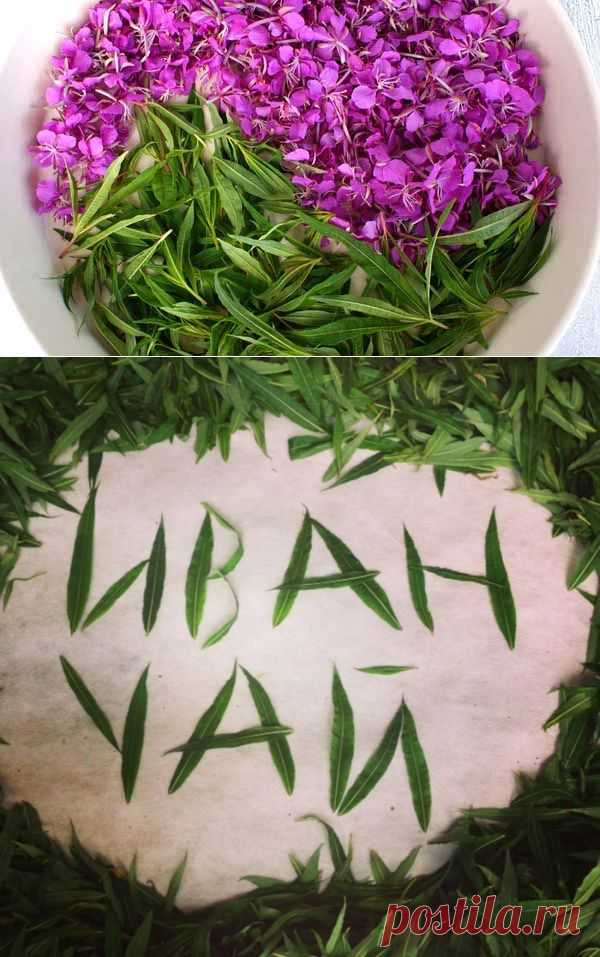 Иван чай — полезные и вредные свойства кипрея