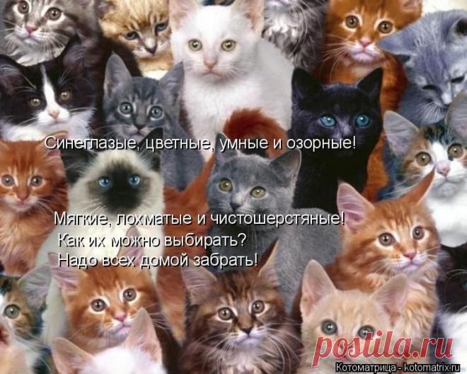 Котоматрица: Свежак