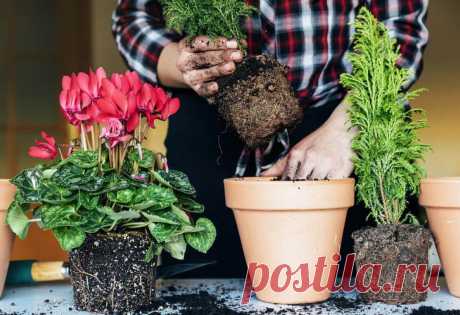 Как сделать автополив для комнатных растений