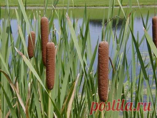 РОГОЗ, КАМЫШ, ОСОКА, КУКУРУЗА