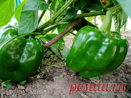 Ошибка при посадке перца, из-за которой теряется 50 % урожая: возможно, вы тоже так делаете. Вы замечали, что на одних грядках перцы усыпаны плодами, а на других — чахнут, будто им не хватает сил даже зацвести?
