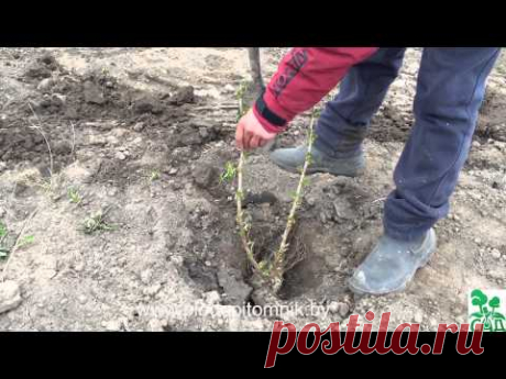 Посадка и обрезка однолетних растений, яблони, смородины, малины, ежевики. - YouTube