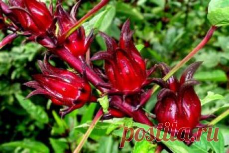 Чай каркаде – напиток фараонов! Этот целебный напиток способен улучшить зрение и не только..