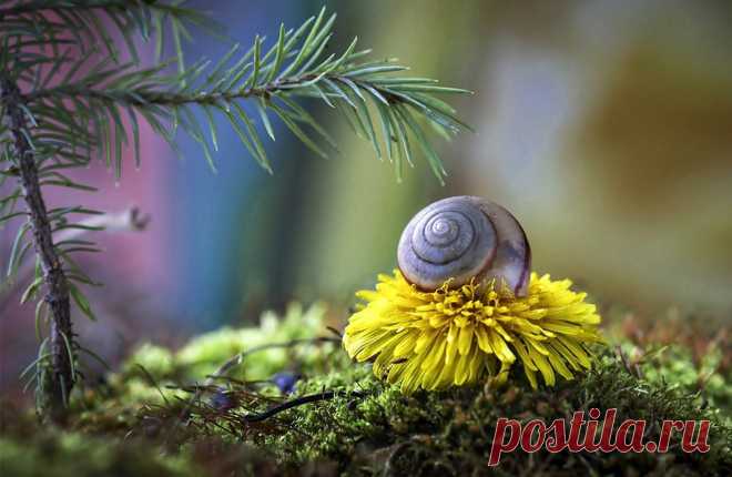 The soul of nature | Душа природы