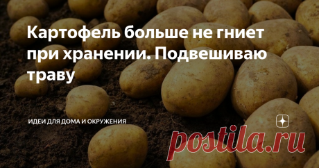 Картофель больше не гниет при хранении. Подвешиваю траву Не гниют, не прорастают и не чернеют даже при t 21 градус в период хранения картофель, свекла, морковь…