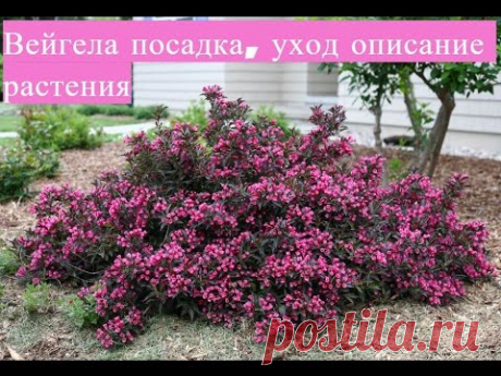 Вейгела - посадка, уход и описание растения