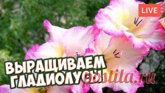 Гладиолусы все о выращивании