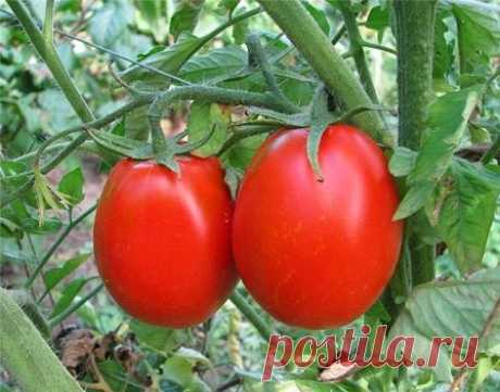 «Сухой закон» для помидоров.