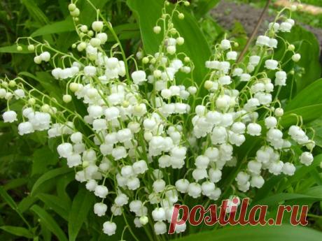 Ландыши: нежная и чистая красота