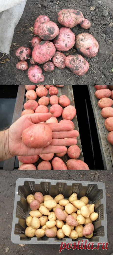 Сбор урожая картофеля, заготовка семян.