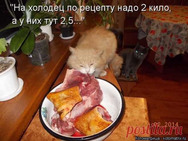 kotomatritsa_KU.jpg (Изображение JPEG, 750 × 562 пикселов)