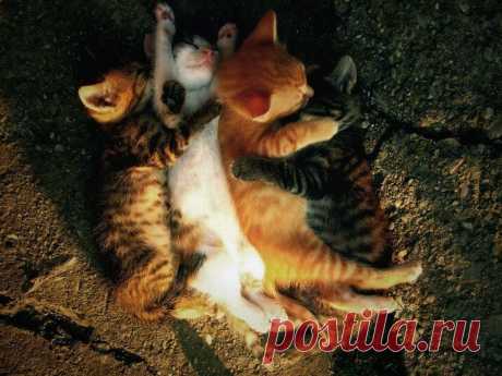 Кошачья подборка / catsmob.com / Surfingbird.ru