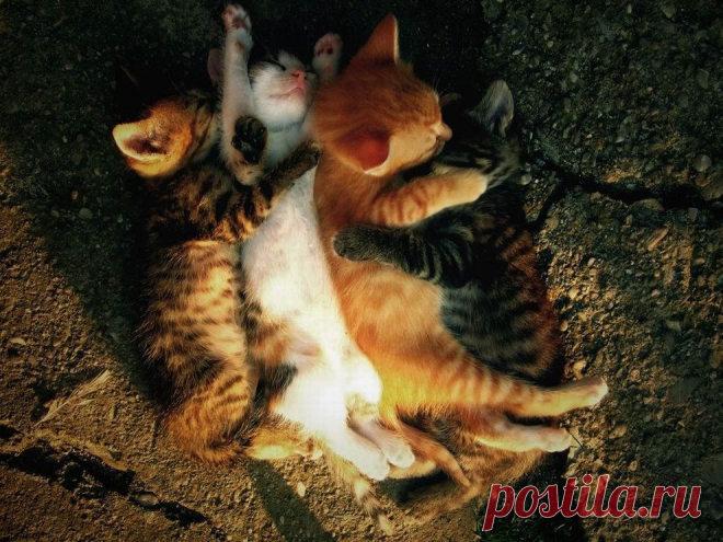 Кошачья подборка / catsmob.com / Surfingbird.ru