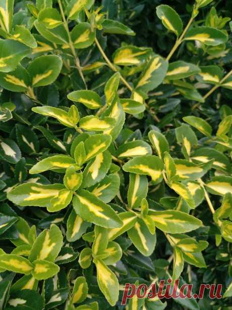 Бересклет Форчуна «Солнечное пятно» (Euonymus fortunei «Sunspot»)