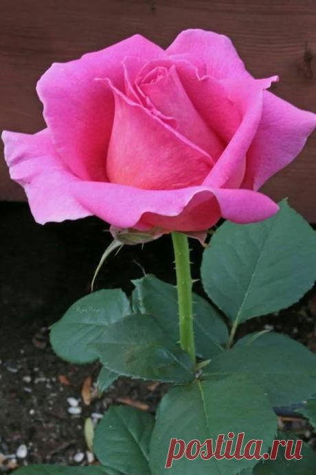 (6) Pinterest