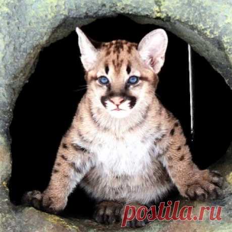 Как работает Красноярский зоопарк