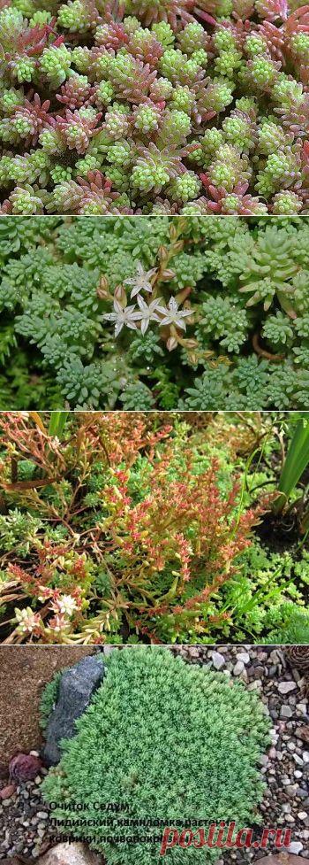 Очиток: быстрая посадка, уход минимален | Дача - впрок
