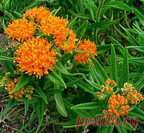 (+1) тема - Ваточник
Семейство Asclepias насчитывает более 80 однолетних и многолетних видов. Родина – Северная и Южная Америка, Африка.