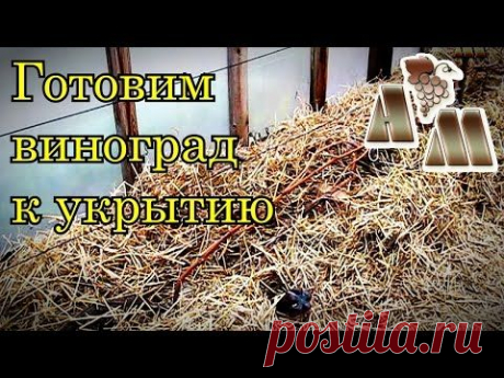 Подготовка винограда к зимнему укрытию - YouTube