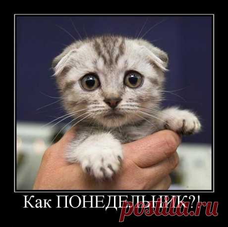 Понедельник в квадрате / Приколы
