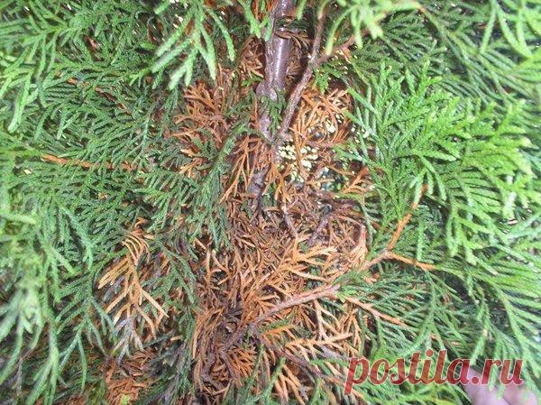 Желтеют саженцы хвойников: в чем причина и как с этим бороться? | Сад, дом, огород | Яндекс Дзен