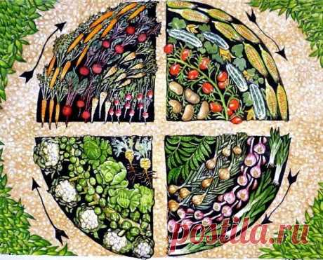 Все правила овощного севооборота