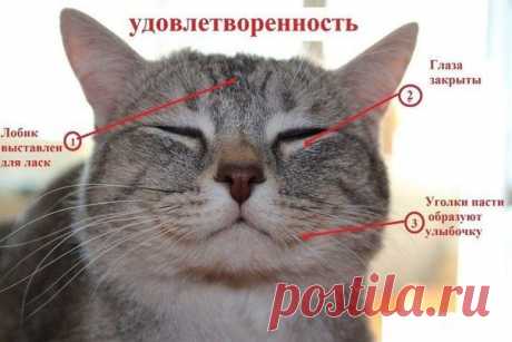 Вот памятки, благодаря которым вы сможете с легкостью определить истинные эмоции любой кошки.